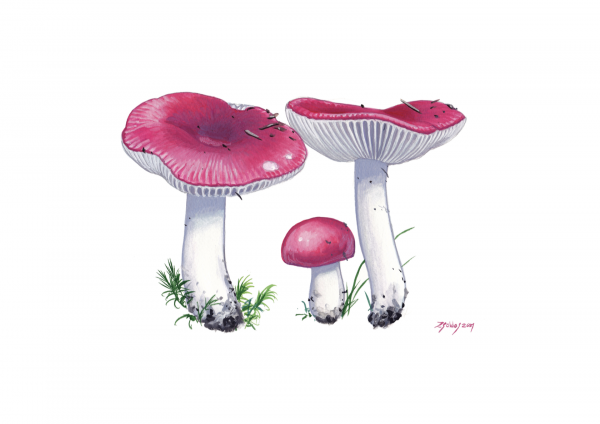 Sickners (Russula emetica, Russula nobilis)