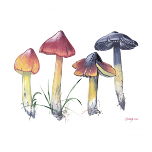 Meadow Waxcap (Cuphophyllus pratensis)