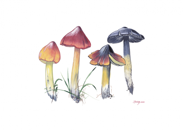 Meadow Waxcap (Cuphophyllus pratensis)