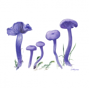 Amethyst Deceiver (Laccaria amethystina)