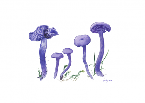 Amethyst Deceiver (Laccaria amethystina)