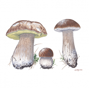 Penny Bun (Boletus edulis) Artist Print