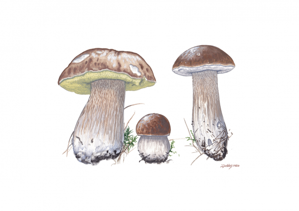 Penny Bun (Boletus edulis) Artist Print