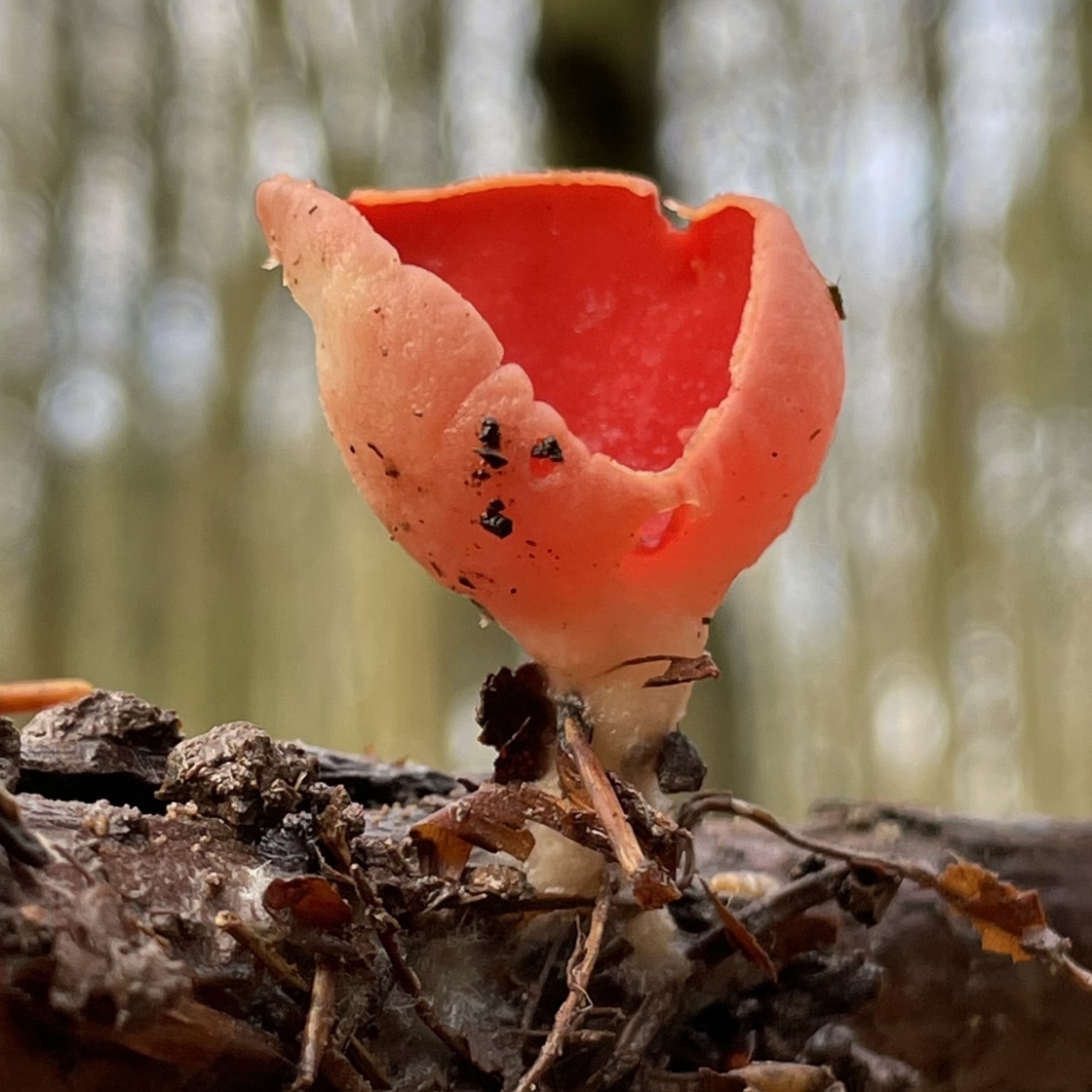 Scarlet Elf Cup