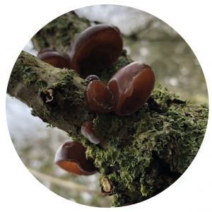 Wood Ear