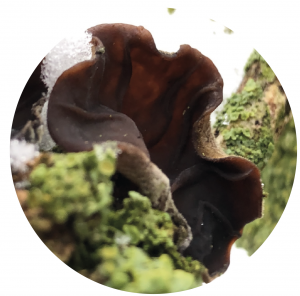 Wood ear