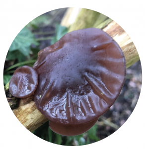 Wood Ear