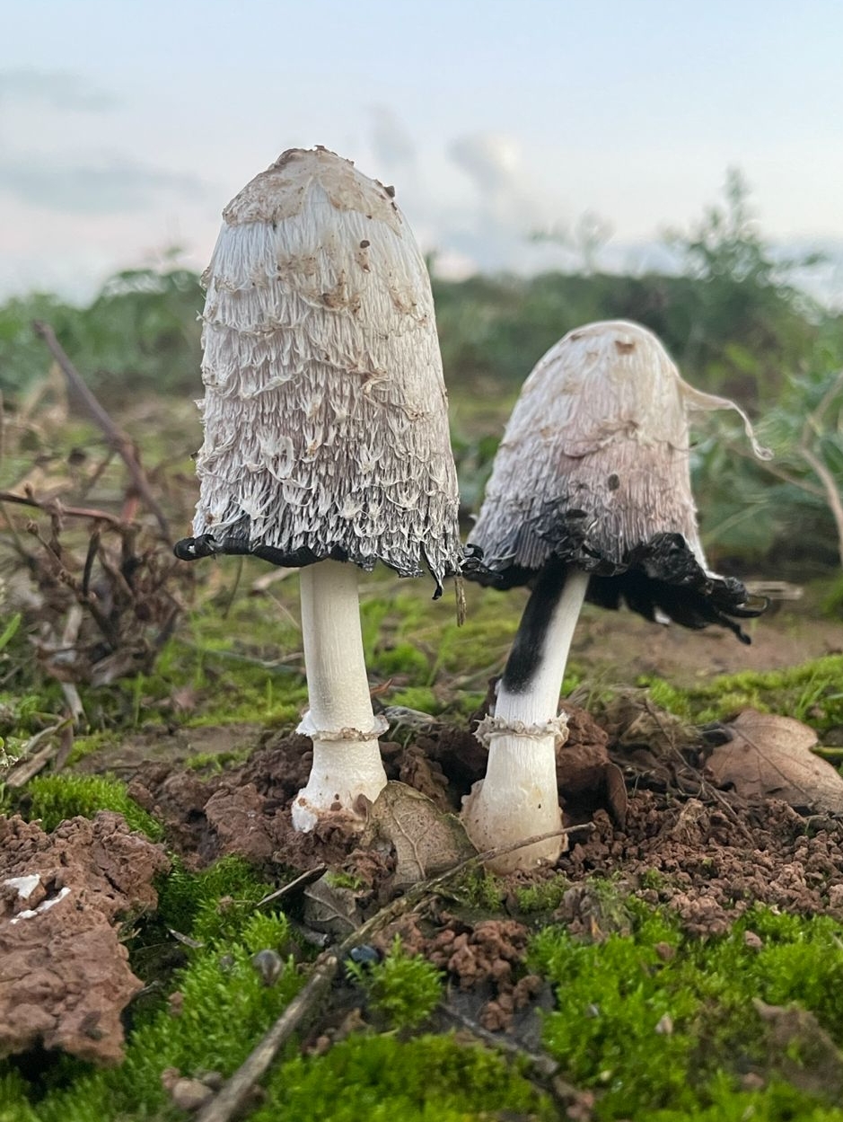 Shaggy ink cap