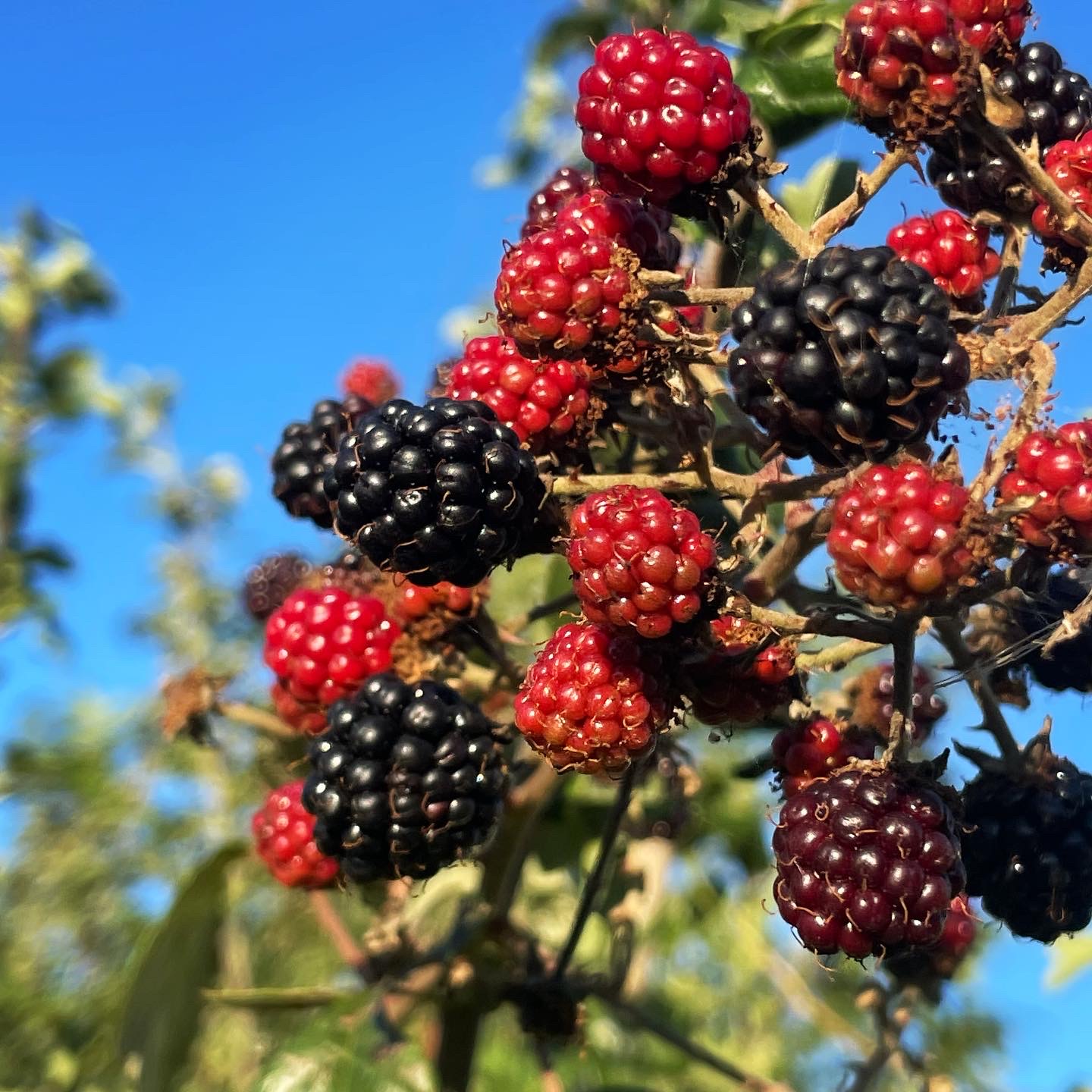 Summer Foraging with Kids