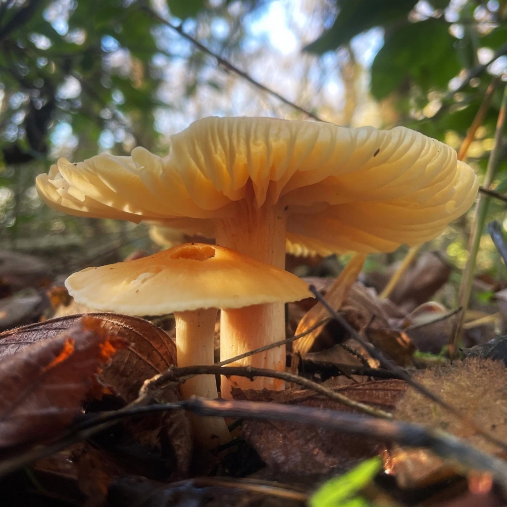 Meadow Wax Cap