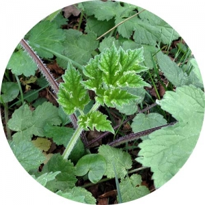 COMMON HOGWEED