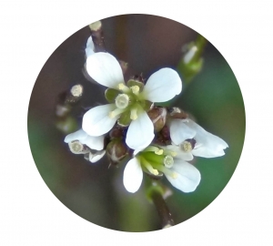 Hairy Bittercress (flower)