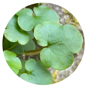 IVY LEAVED TOAD FLAX