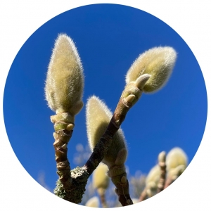 MAGNOLIA BUDDING