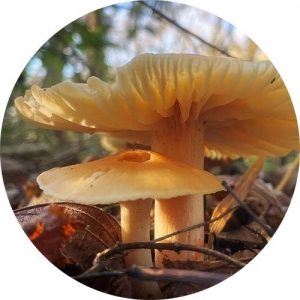 MEADOW-WAXCAP