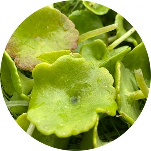 PENNYWORT