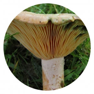 SAFFRON-MILKCAP