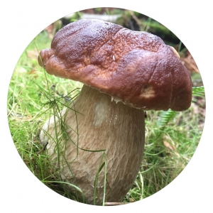 Summer Bolete