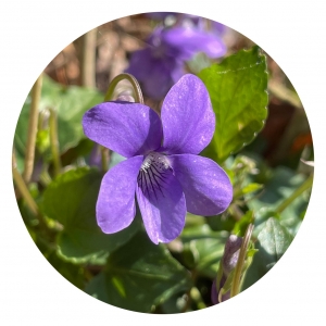 Dog Violet