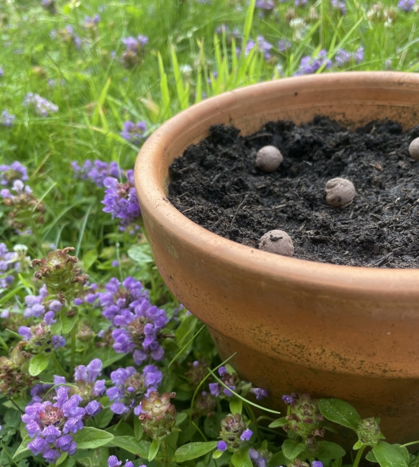 Seedball