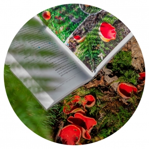 Scarlet Elf Cup and Pocket Guide