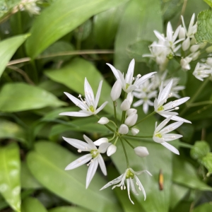 Wild Garlic