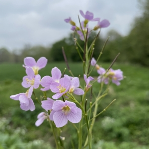 Cuckoo and the Cuckoo Flower