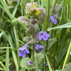 Ground Ivy