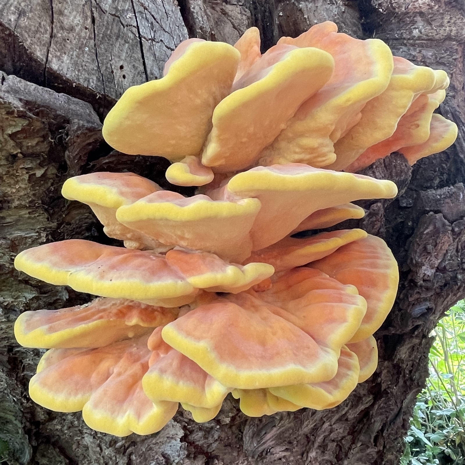 Chicken of the Woods