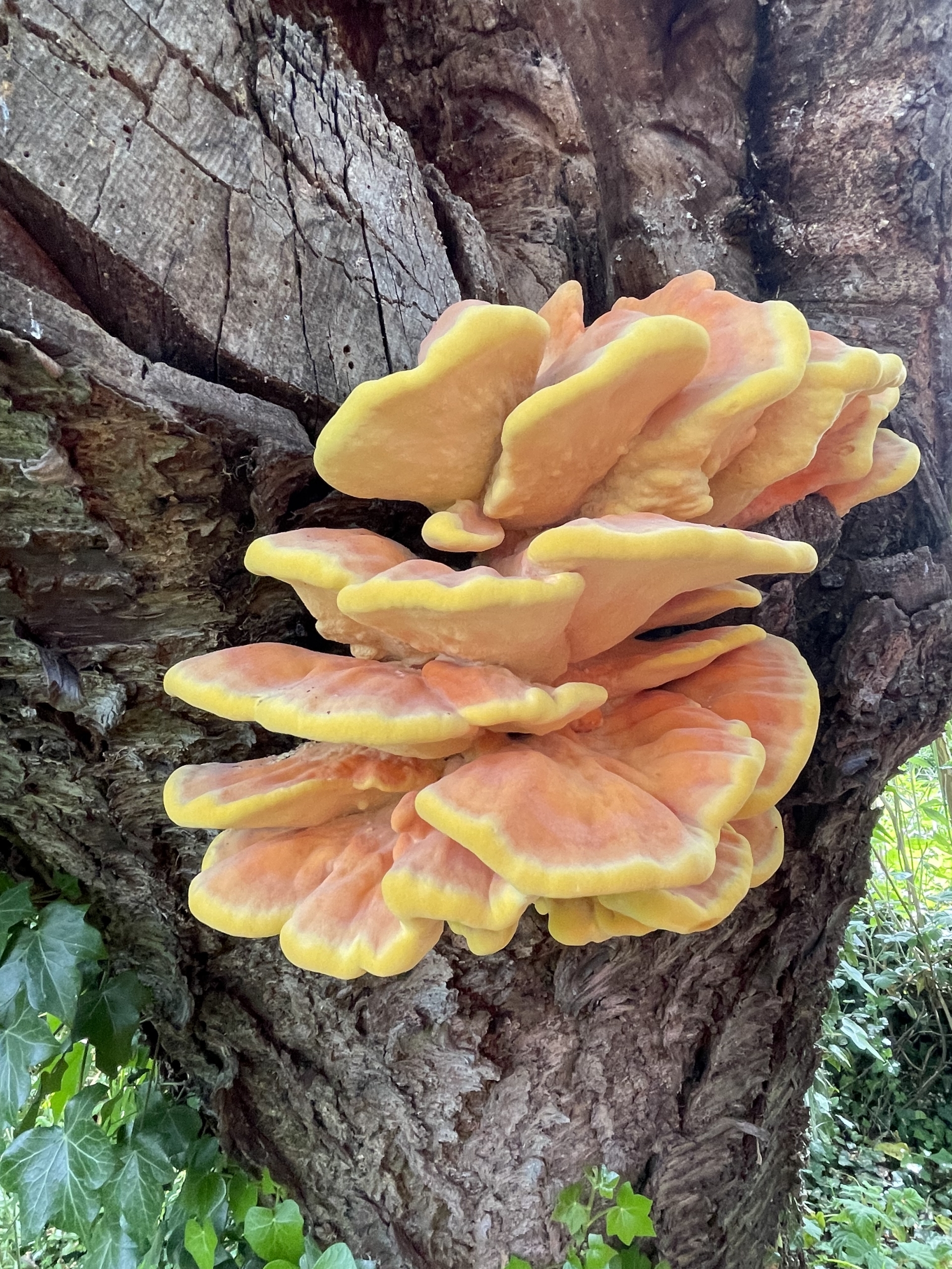 Chicken of the Woods