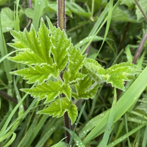 Common Hogweed