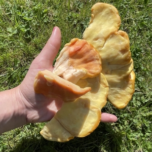 Chicken of the woods