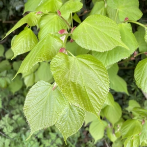 Young Lime Leaves