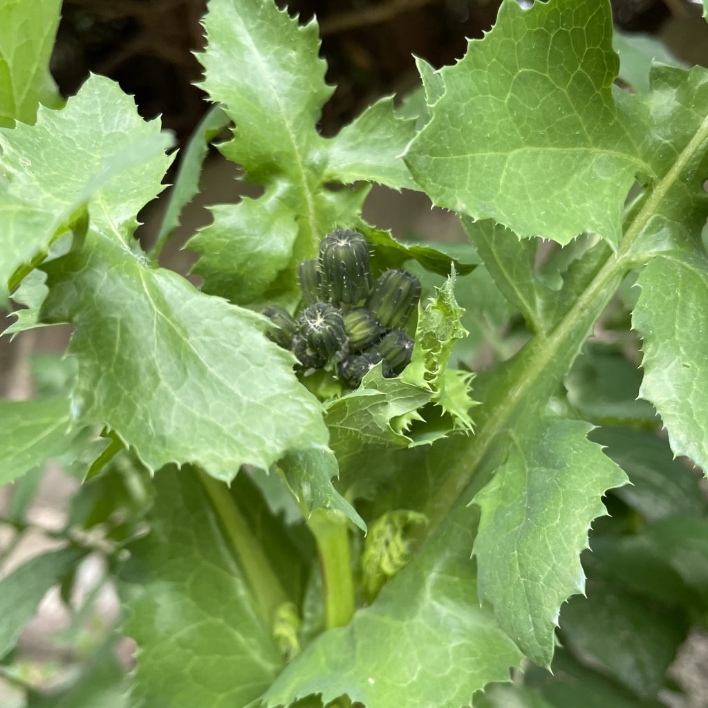 Sow Thistle