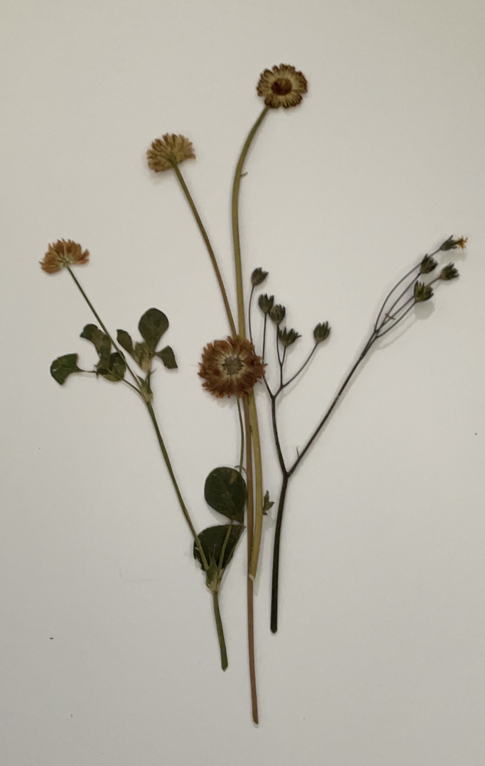 Dried and pressed flowers