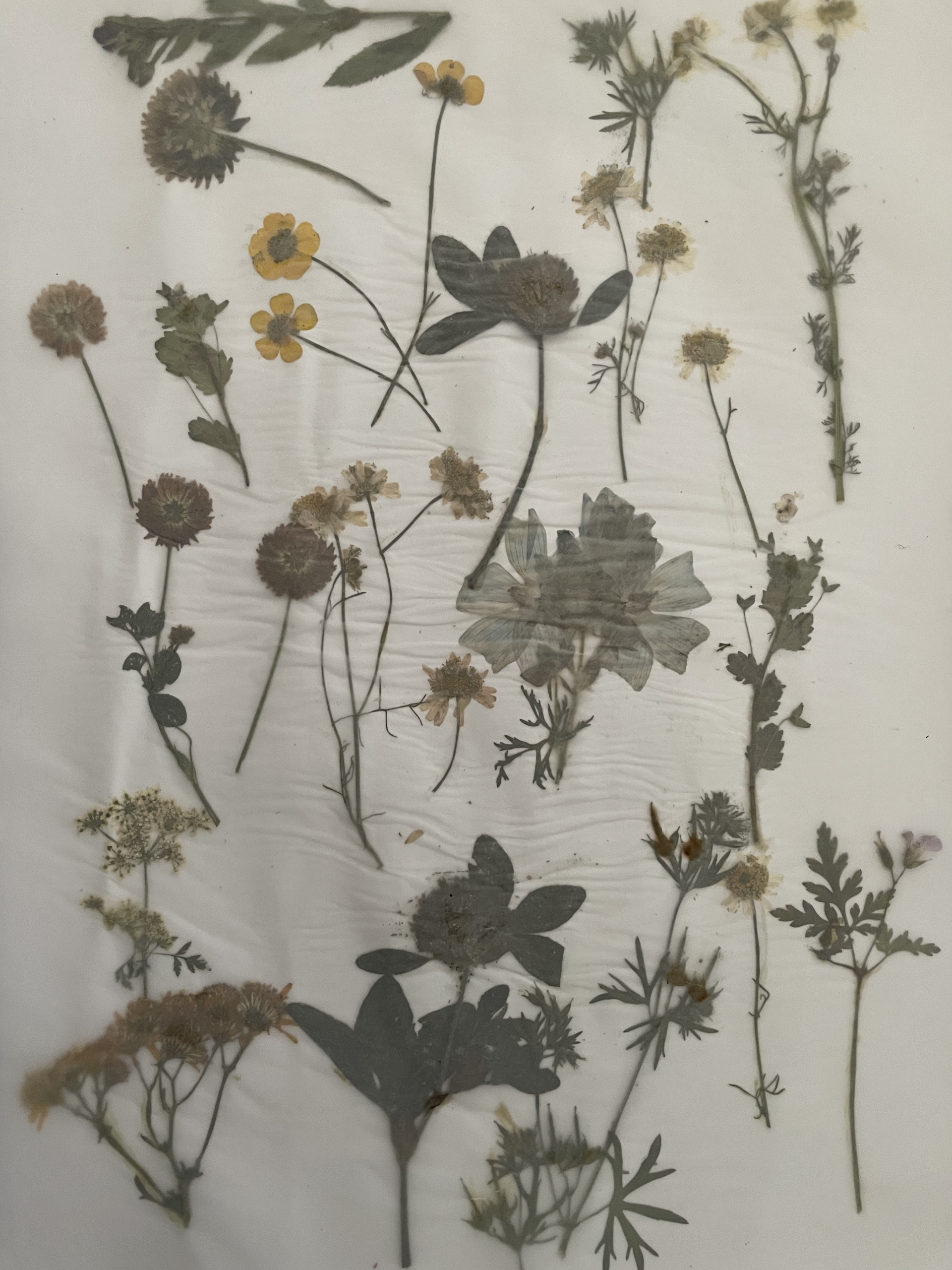 Dried and pressed flowers