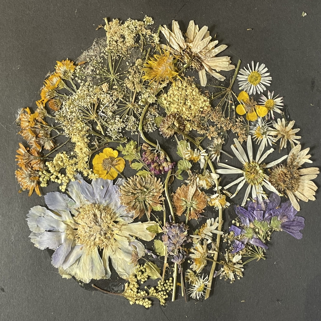 Dried and pressed flowers