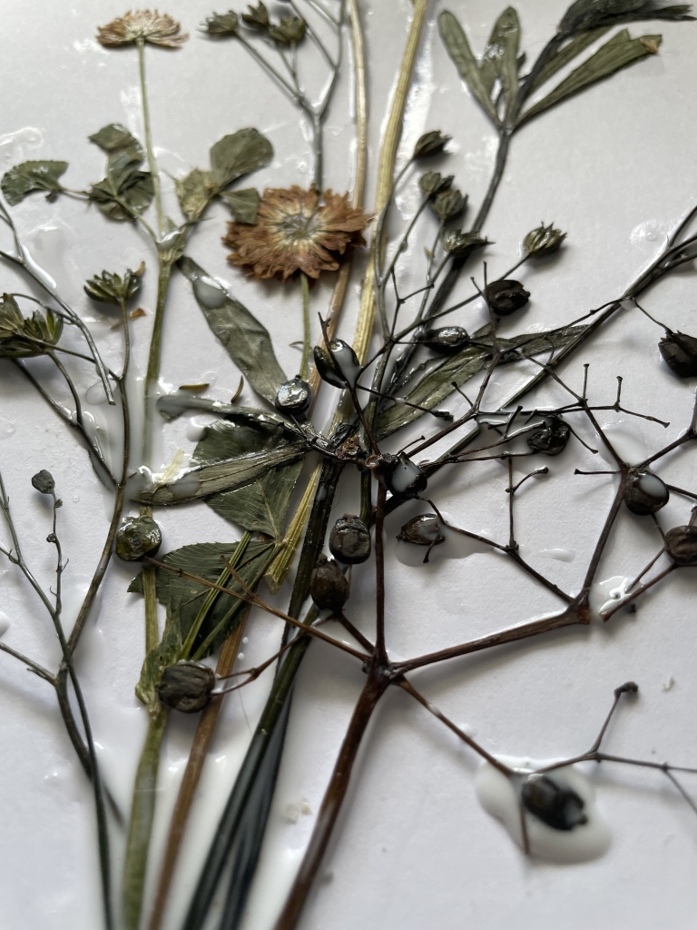 Dried and pressed flowers