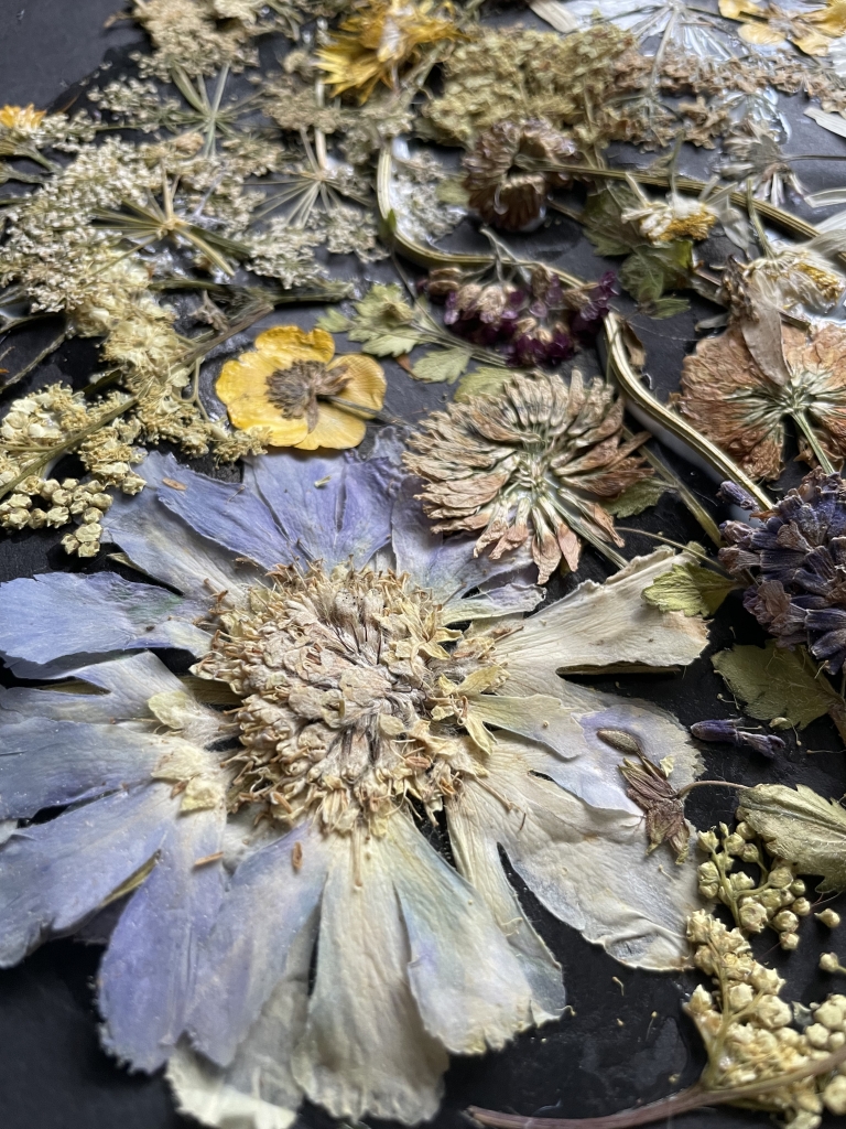 Dried and pressed flowers