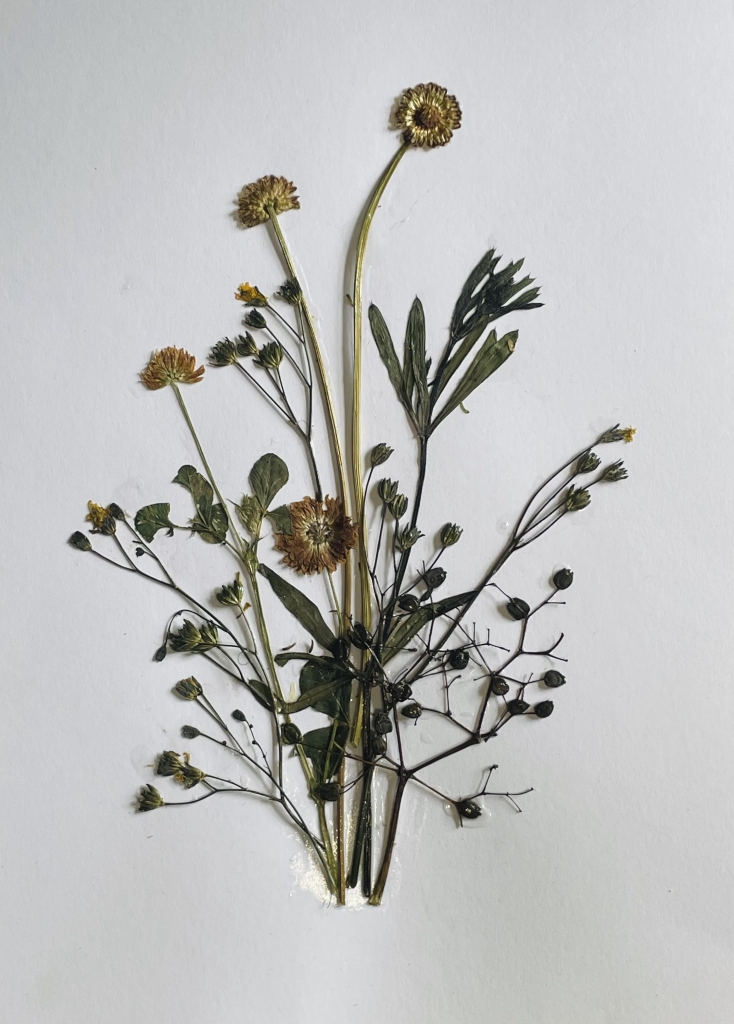 Dried and pressed flowers