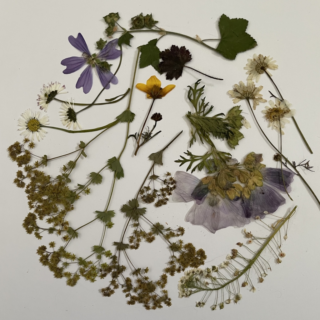 Dried and pressed flowers 