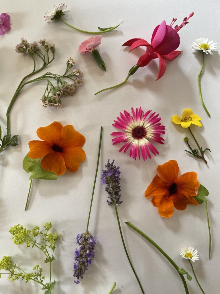 How to press and dry flowers - Foraging