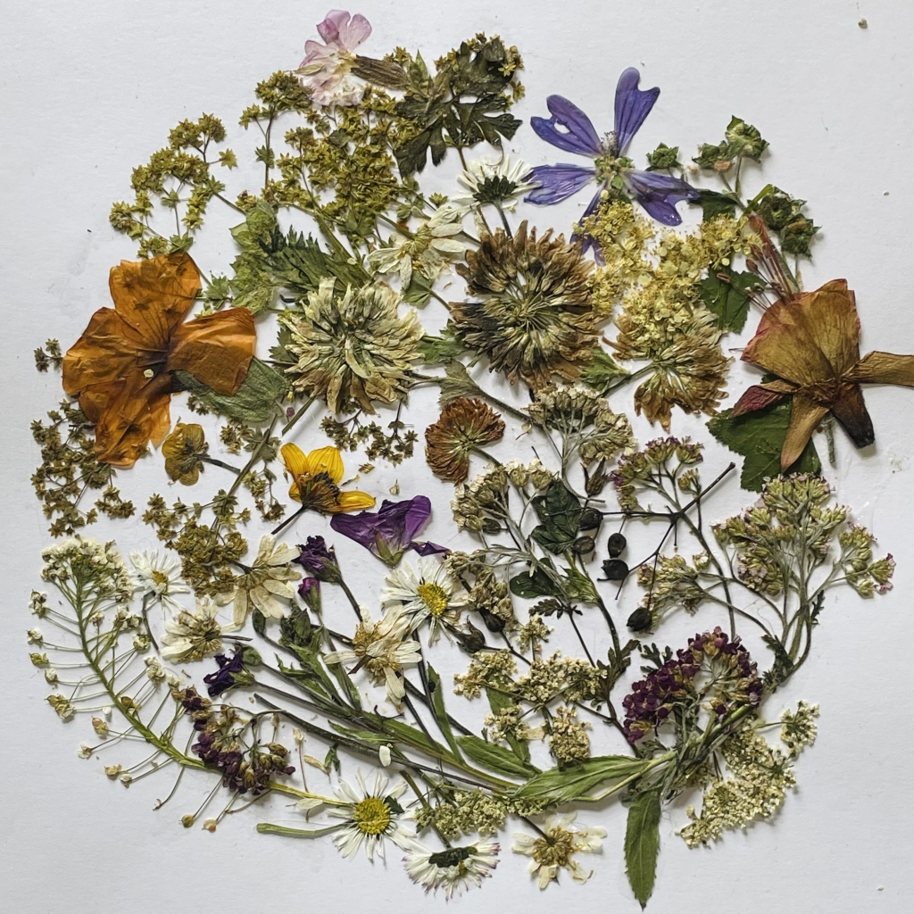 Dried and pressed flowers