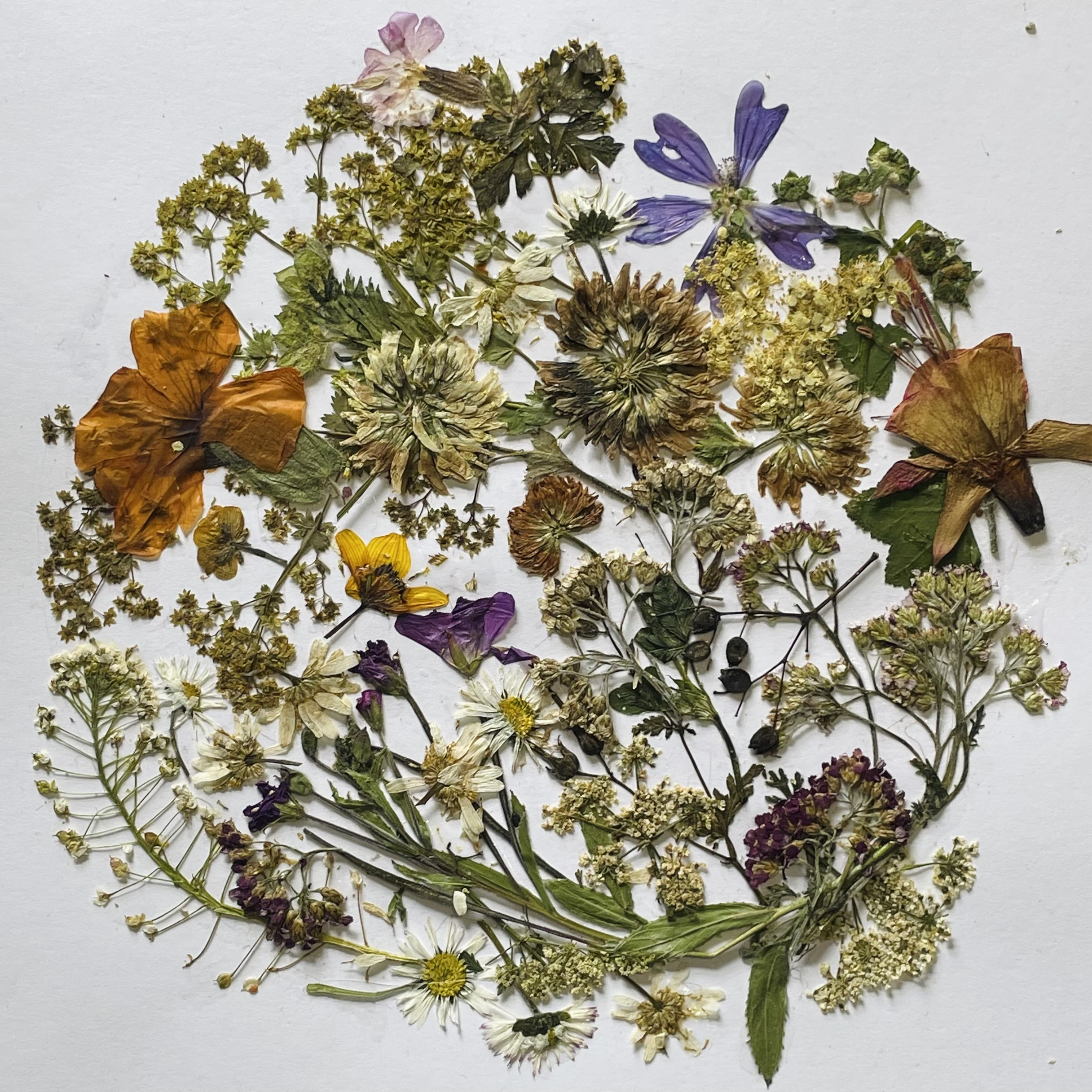 Dried and pressed flowers