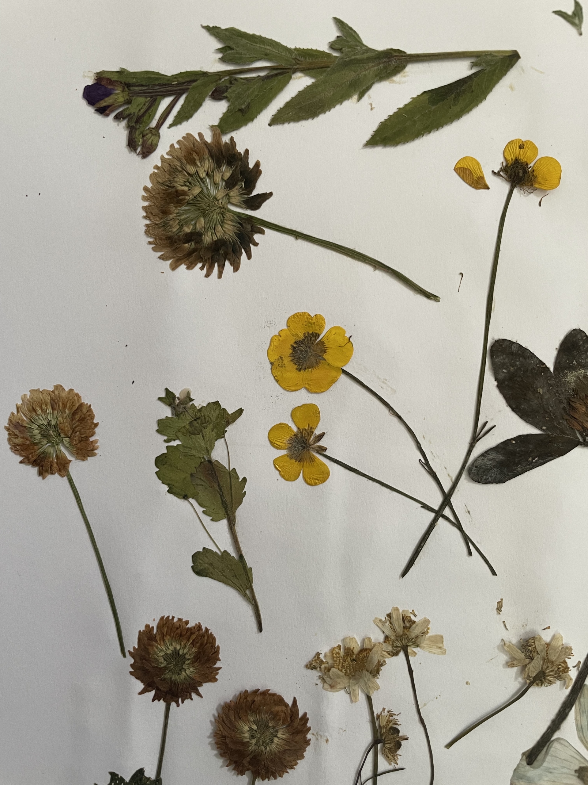 Dried and pressed flowers