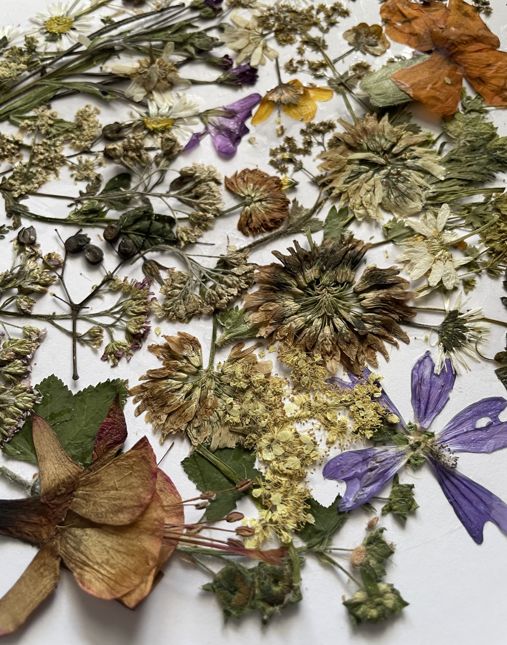 Dried and pressed flowers