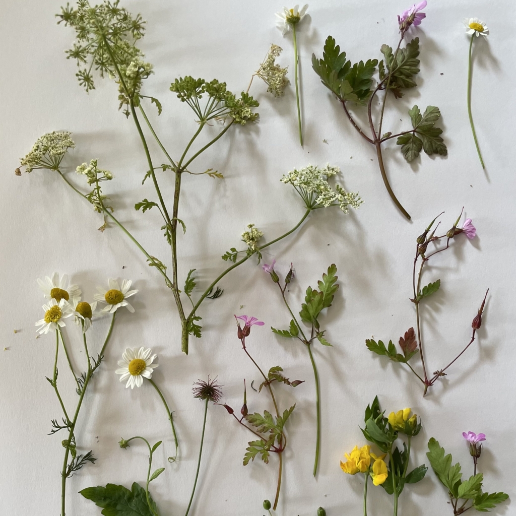 How to press and dry flowers Foraging
