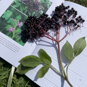 Elderberry