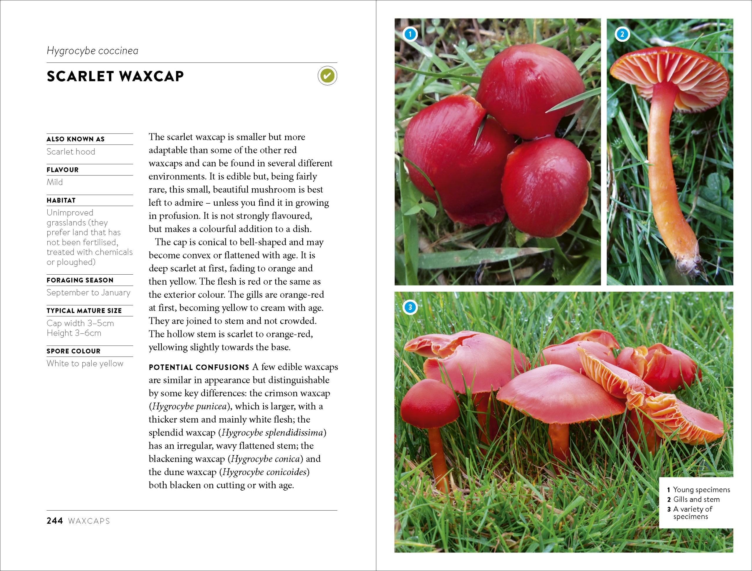 Mushroom Foraging Guide, example pages 244-245, featuring Scarlet Waxcap