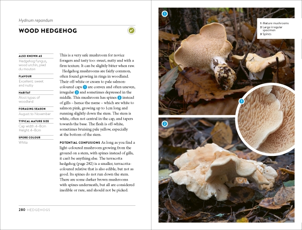 Mushroom Foraging Guide example pages 280-281: Wood Hedgehog